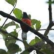 Trogon de Baird