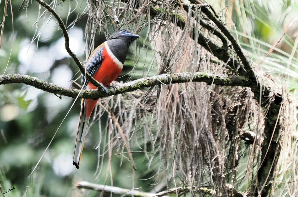 Trogon de Malabar mâle adulte nuptial