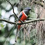 Trogon de Malabar