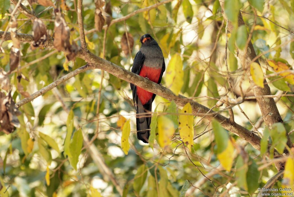 Slaty-tailed Trogon male adult breeding