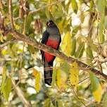 Trogon de Masséna