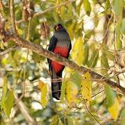 Slaty-tailed Trogon