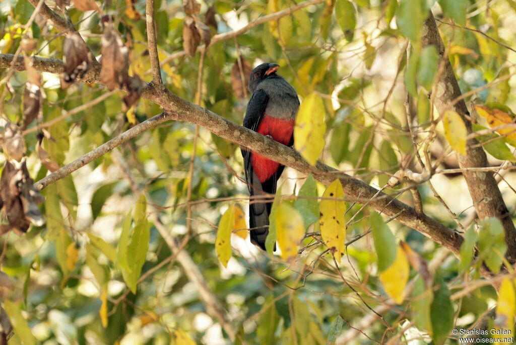 Trogon de Masséna mâle adulte nuptial