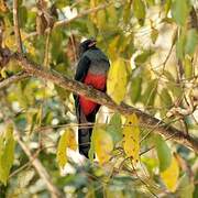 Slaty-tailed Trogon