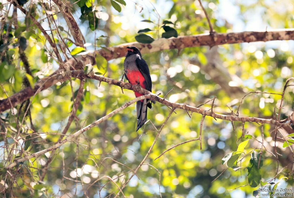 Trogon de Masséna mâle adulte nuptial