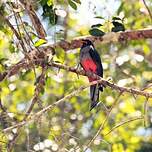 Trogon de Masséna