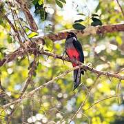 Slaty-tailed Trogon