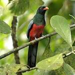 Trogon de Masséna