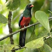 Slaty-tailed Trogon