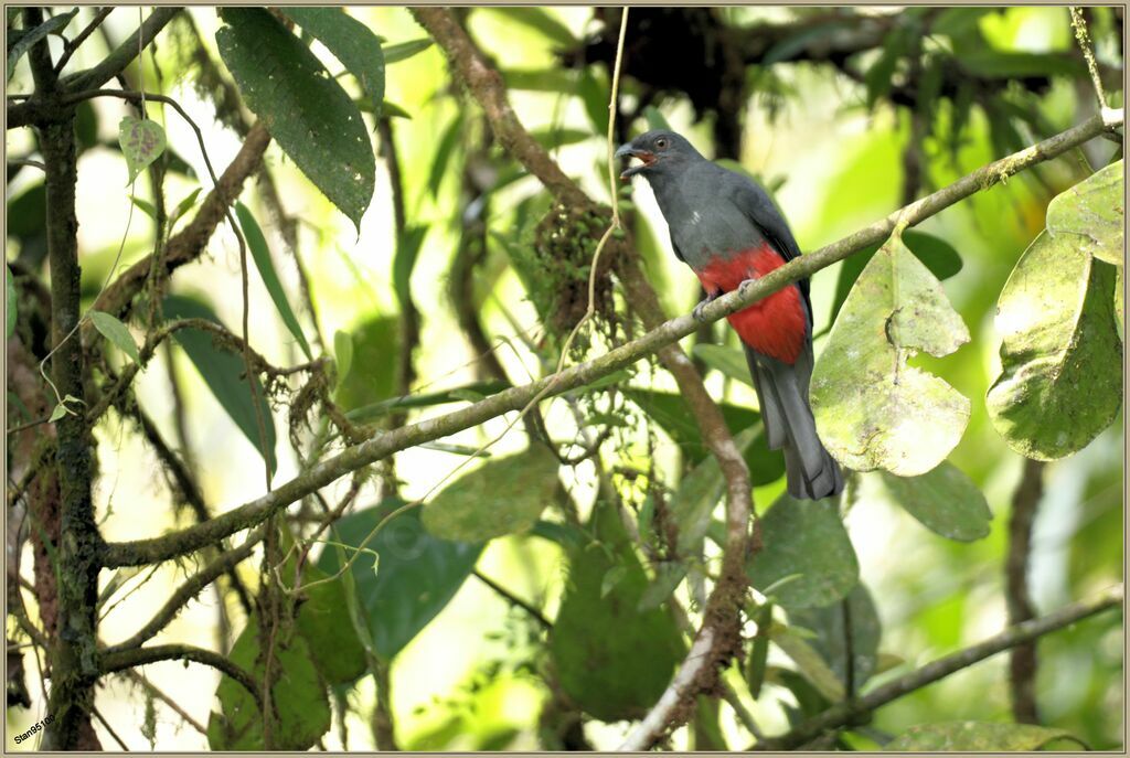 Trogon de Masséna femelle adulte nuptial