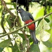 Slaty-tailed Trogon