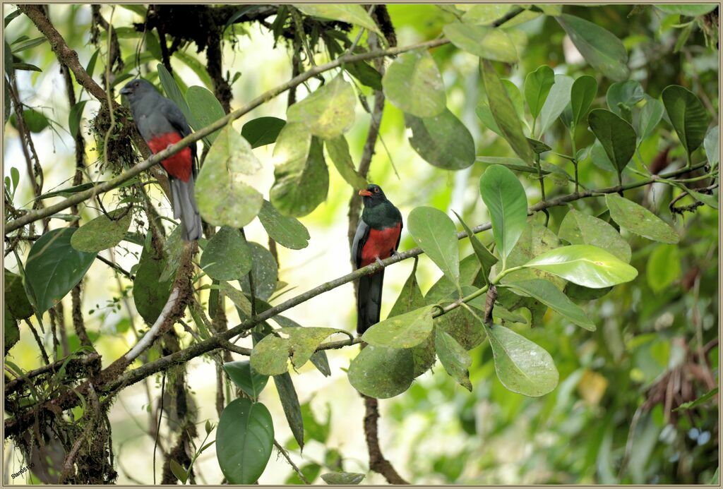 Slaty-tailed Trogonadult breeding