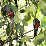 Trogon de Masséna