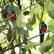 Slaty-tailed Trogon