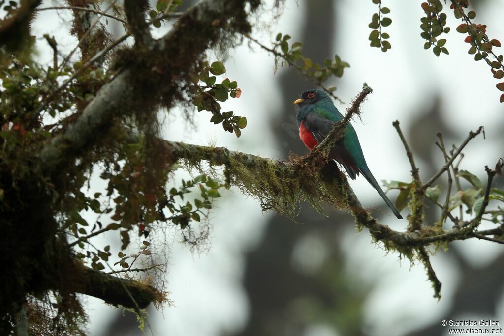 Trogon masqué mâle adulte nuptial