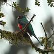 Trogon masqué