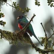 Masked Trogon