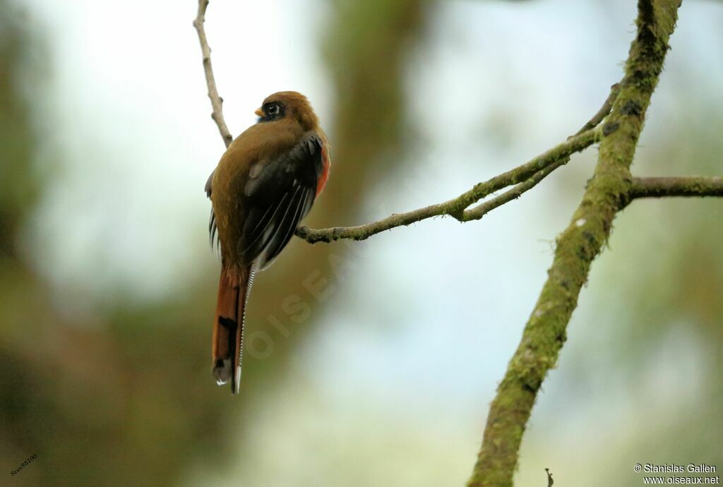 Trogon masqué femelle adulte