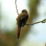 Trogon masqué