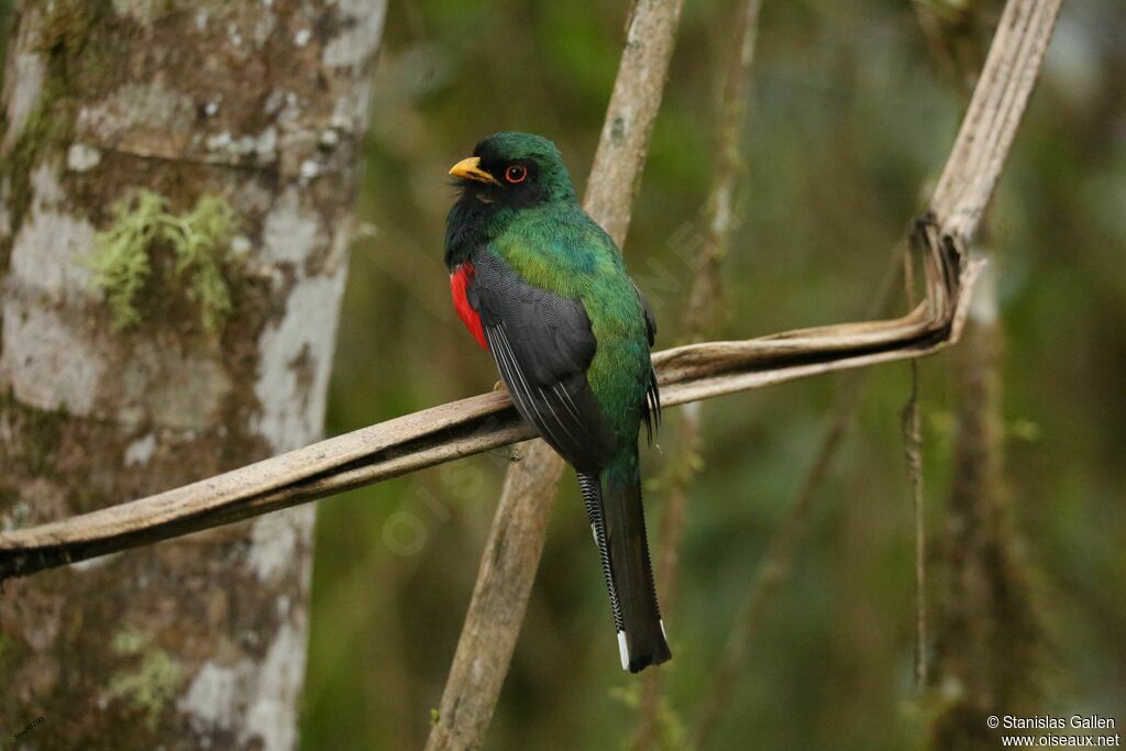 Masked Trogon male adult breeding