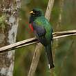 Trogon masqué