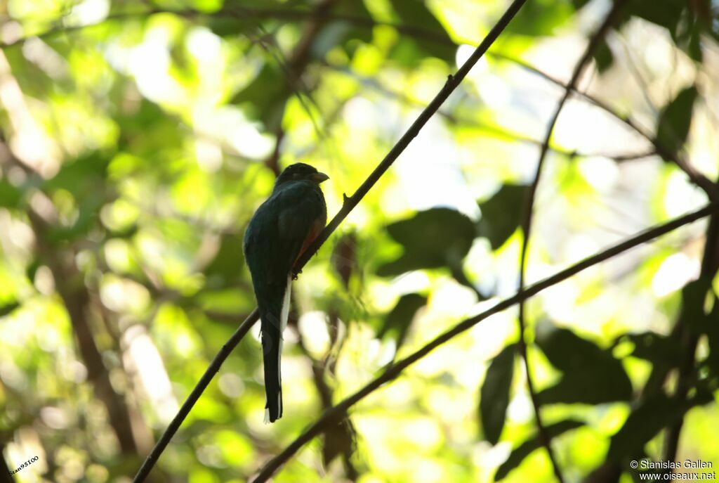 Narina Trogon female adult post breeding