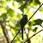 Trogon narina