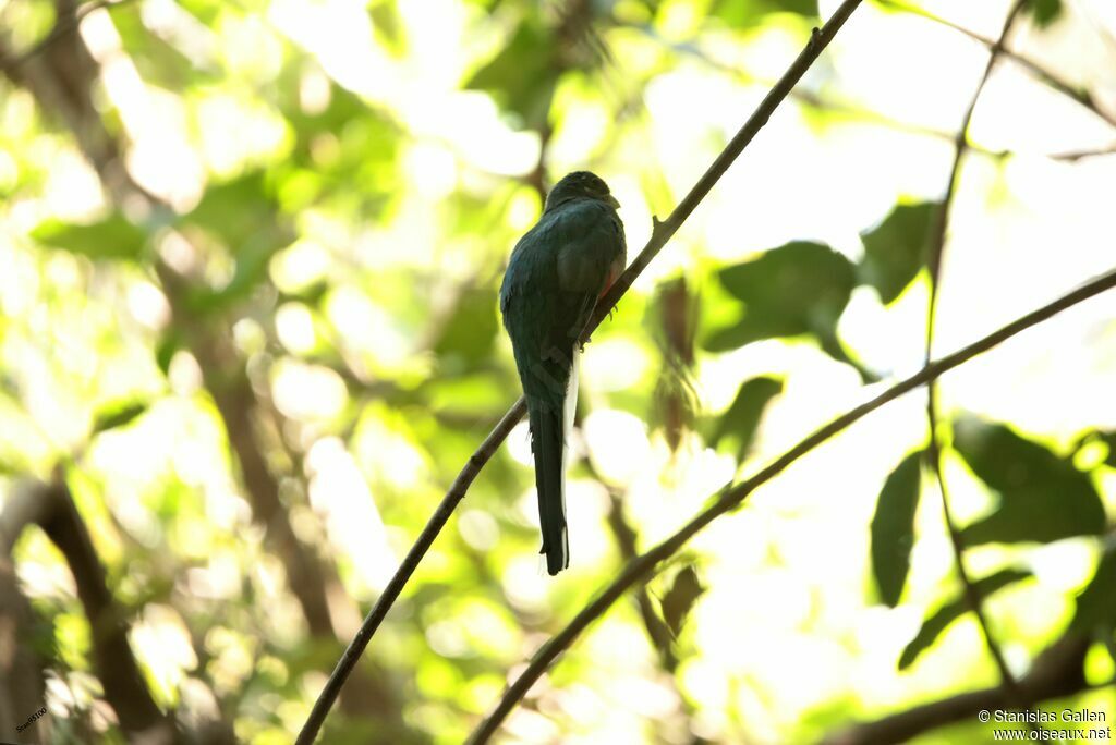 Narina Trogon female adult