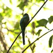 Narina Trogon