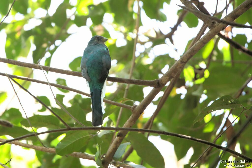 Trogon narina femelle adulte