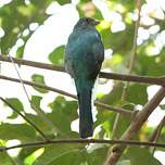 Trogon narina