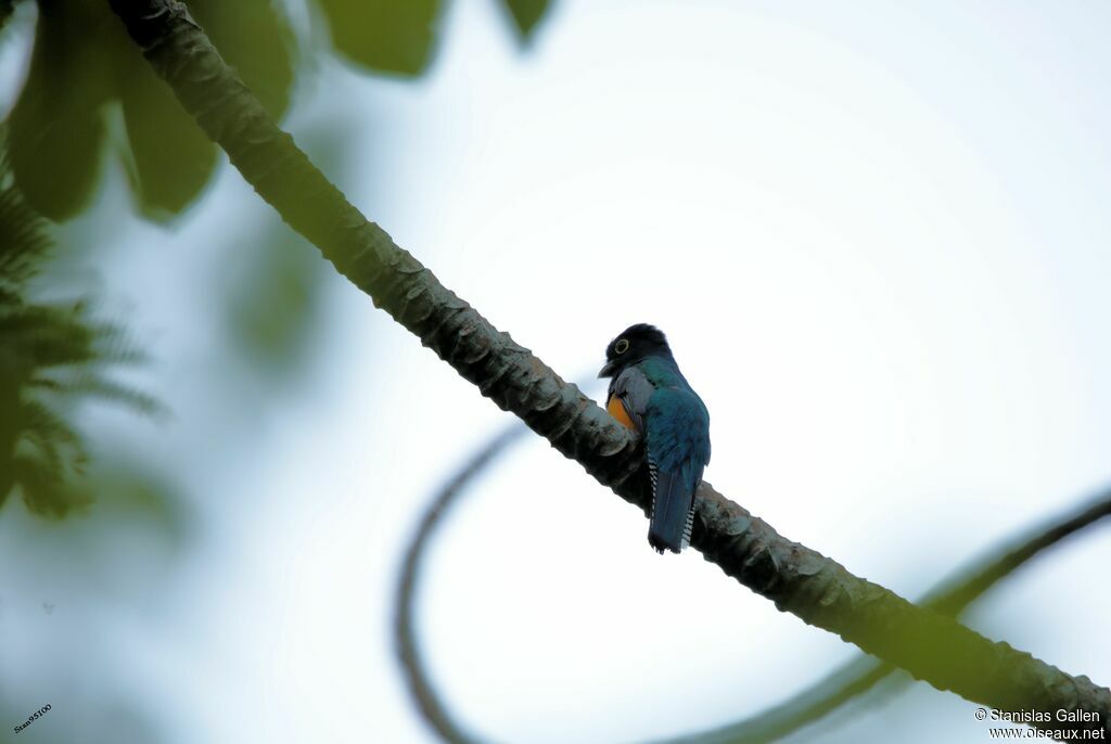 Gartered Trogon male, adult, breeding, song