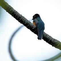 Trogon pattu