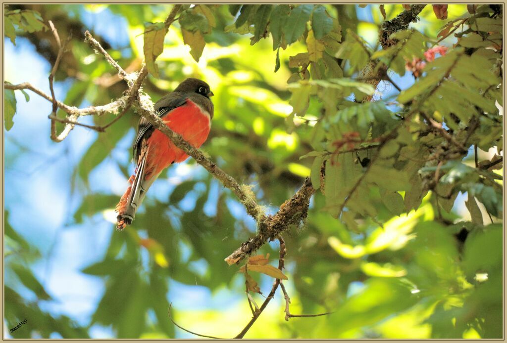 Collared Trogon male adult breeding