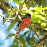 Trogon rosalba