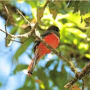 Collared Trogon