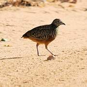 Barred Buttonquail