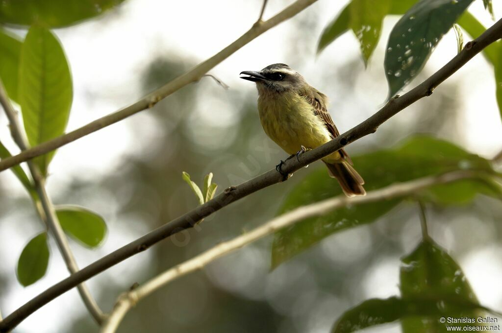 Golden-crowned Flycatcheradult, eats