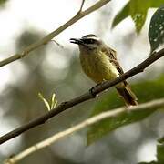 Golden-crowned Flycatcher