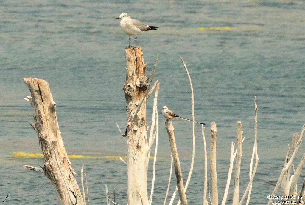 Scissor-tailed Flycatcher male adult breeding