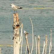 Scissor-tailed Flycatcher