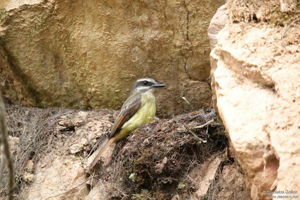 Golden-bellied Flycatcheradult breeding, Reproduction-nesting