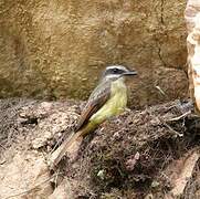 Golden-bellied Flycatcher