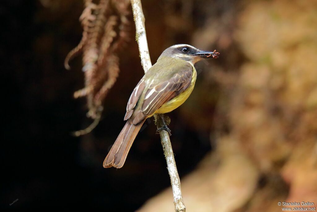 Golden-bellied Flycatcheradult, Reproduction-nesting