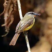 Golden-bellied Flycatcher