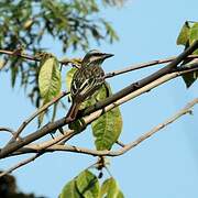 Streaked Flycatcher