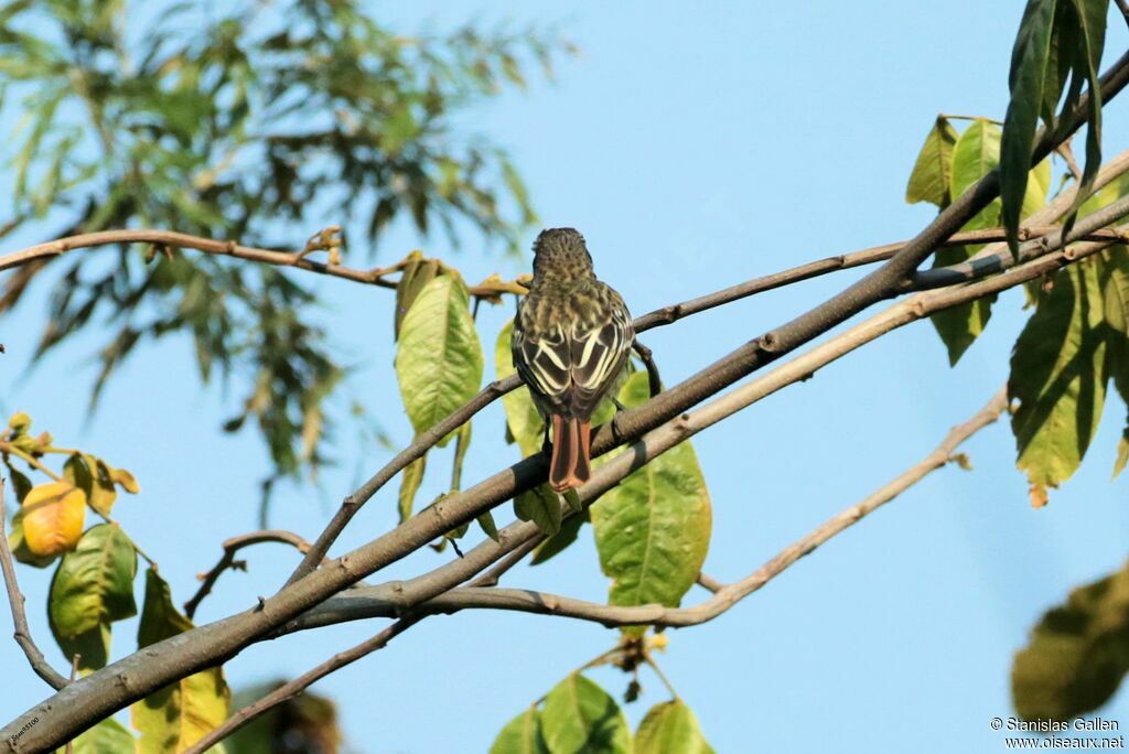 Streaked Flycatcheradult