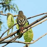 Streaked Flycatcher