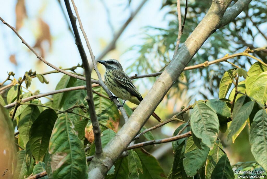 Streaked Flycatcheradult