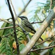 Streaked Flycatcher